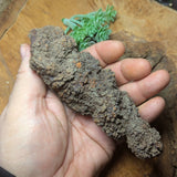 Dino Poop~ Coprolite~CRFCDP24
