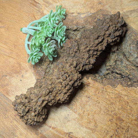 Dino Poop~ Coprolite~CRFCDP25