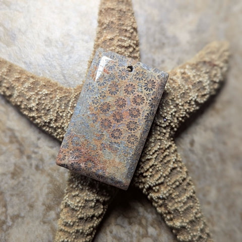 Agatized Coral Cabochon~CRAGCC04