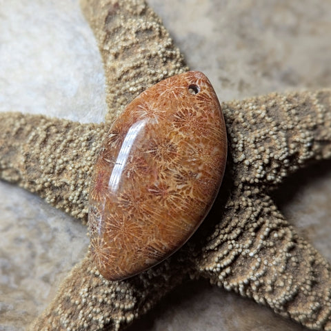 Agatized Coral Cabochon~CRAGCC12