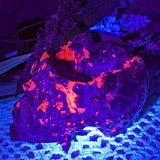 Emberlite Skull Bowl~CRESKULB