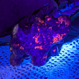 Emberlite Elephant Carving~CREMBELE