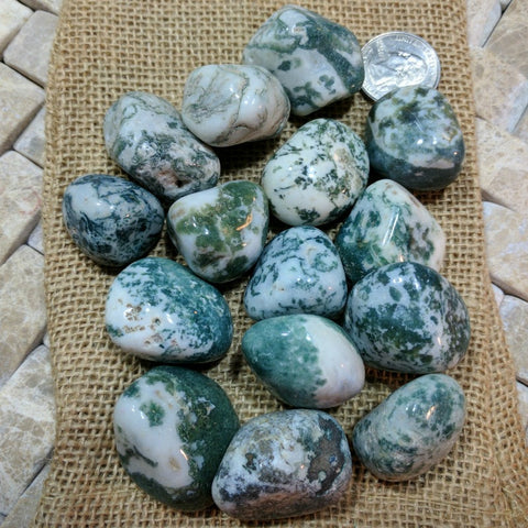 Tumbled Tree Agate~TUMAGTR