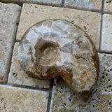 Opalized Ammonite-Large~CROPAMLG