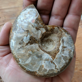 Opalized Ammonite-Large~CROPAMLG