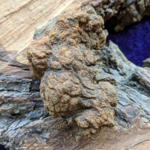 Dino Poop~ Coprolite~CRFCDP01