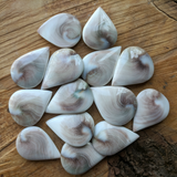 Shell Spiral Cabochon~JCABSHLL