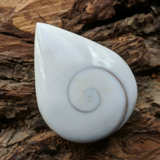 Shell Spiral Cabochon~JCABSHLL