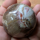 Petrified Wood Sphere~ CRPWSP01