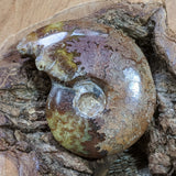 Ammonite-Medium~CRAMONMD