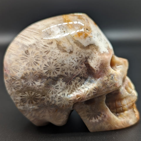 Agatized Coral Skull #1~CRAGCSK1