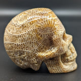 Agatized Coral Skull #2~CRAGCSK2