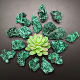 Velvet Malachite~CRVELMAL