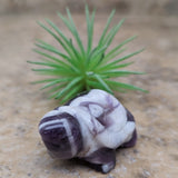 Chevron Amethyst Turtle~CRCATURT