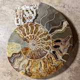 Opalized Ammonite~Jumbo~CROPAMJ1