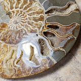 Opalized Ammonite~Jumbo~CROPAMJ1