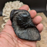 Whale Ear Bone Fossil~CRFWEB04