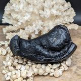 Whale Ear Bone Fossil~CRFWEB07