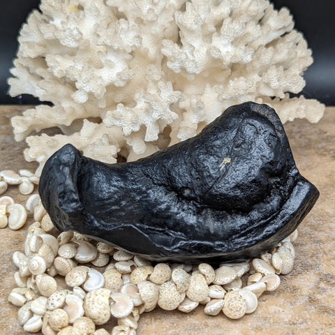 Whale Ear Bone Fossil~CRFWEB07