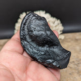 Whale Ear Bone Fossil~CRFWEB10