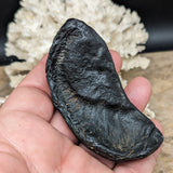 Whale Ear Bone Fossil~CRFWEB11
