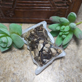 Petrified Wood Chips~CRCPTWDC