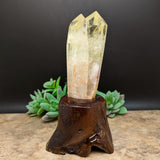 Citrine Tantric Twin Crystal in Wood Branch Stand~CRQCWS13